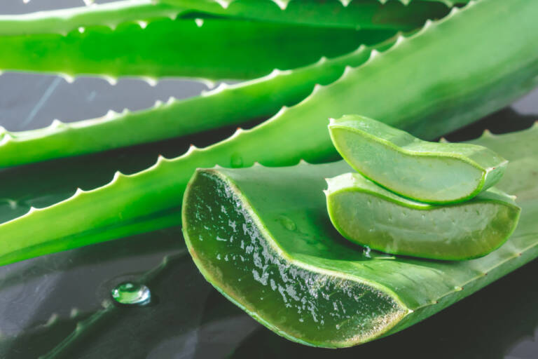Aloes: Cudowny składnik czy ukryte zagrożenie? Odkrywamy prawdę o jego roli w kosmetyce